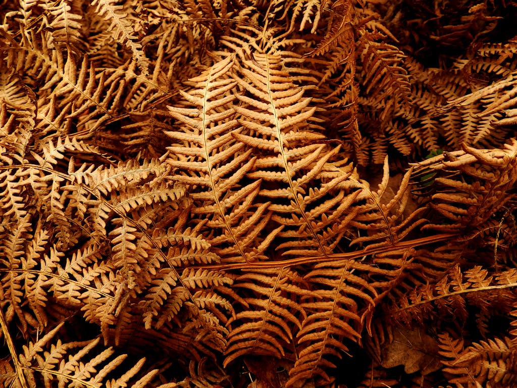 Brown fern